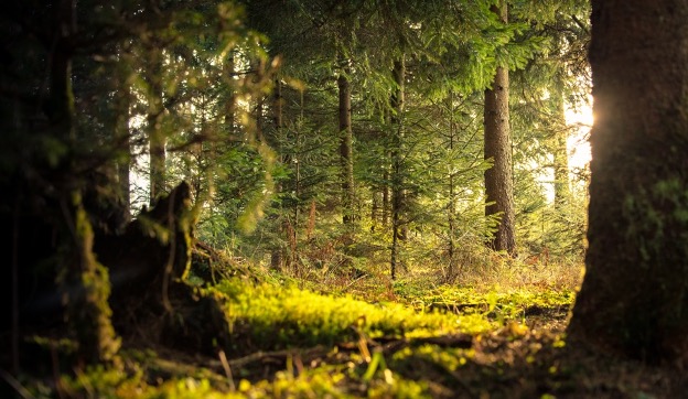 estonian nature and forest covers more than half of land area